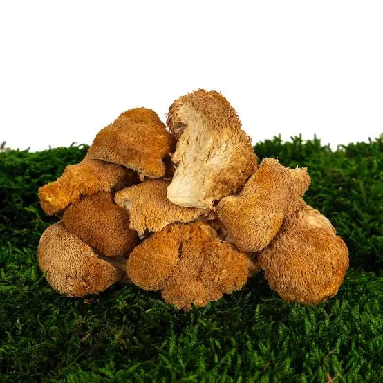 Melena de León fresca